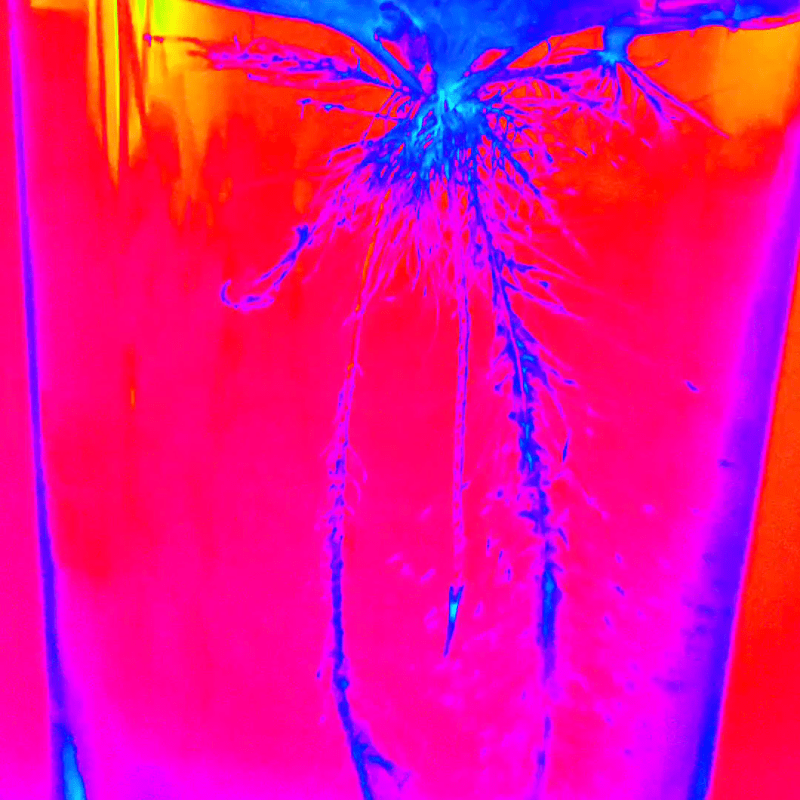 Giving Life to&nbsp;Glass