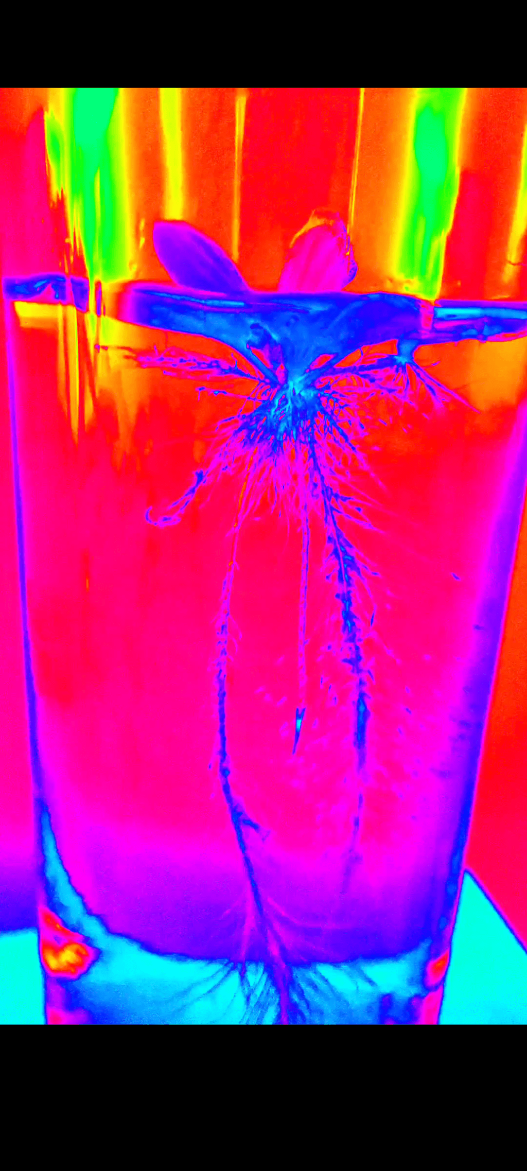 Giving Life to&nbsp;Glass